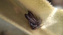 Philaeus chrysops