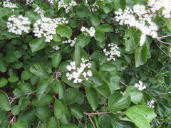 Viburnum dilatatum