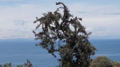 Colletia spinosissima