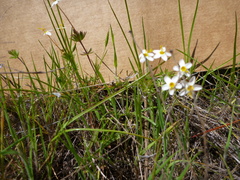 Leptosiphon parviflorus
