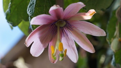 Passiflora pinnatistipula