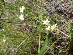 Leptosiphon parviflorus