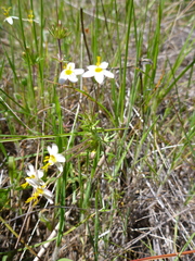 Leptosiphon parviflorus