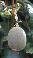 Passiflora pinnatistipula