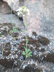Arabidopsis suecica