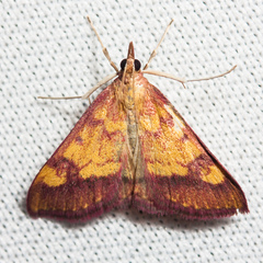 Pyrausta perrubralis