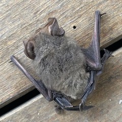 Nyctophilus geoffroyi