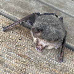 Nyctophilus geoffroyi