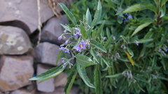 Solanum nitidum
