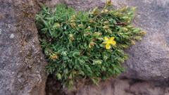 Hypericum silenoides