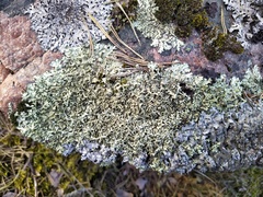 Xanthoparmelia stenophylla