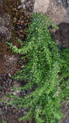 Galium corymbosum