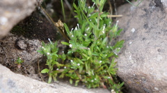 Gilia laciniata