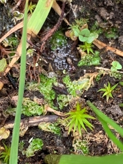 Fossombronia longiseta