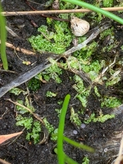 Fossombronia longiseta