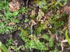 Fossombronia longiseta