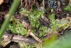 Fossombronia longiseta