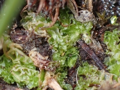 Fossombronia longiseta