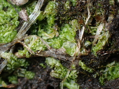 Fossombronia longiseta