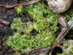 Fossombronia longiseta