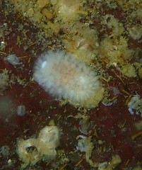 Onchidoris bilamellata