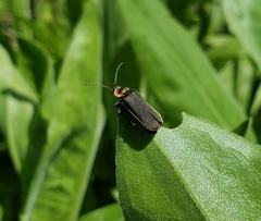 Atalantycha dentigera