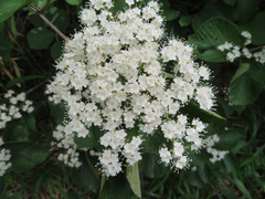 Viburnum dilatatum