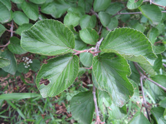 Viburnum dilatatum