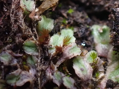 Riccia beyrichiana