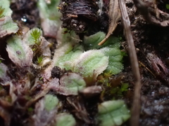 Riccia beyrichiana