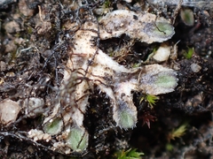 Riccia beyrichiana