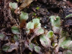 Riccia beyrichiana