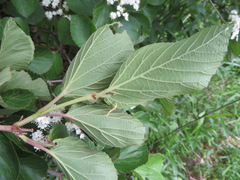Viburnum dilatatum