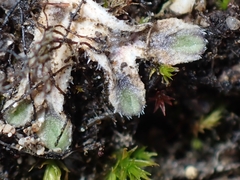 Riccia beyrichiana