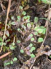 Riccia beyrichiana