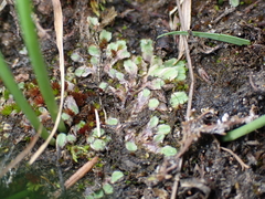 Riccia beyrichiana
