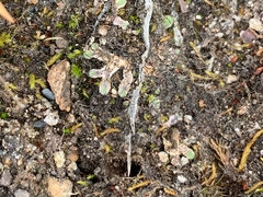 Riccia beyrichiana