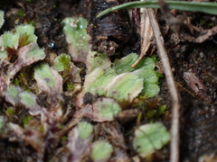 Riccia beyrichiana