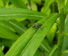Cordilura