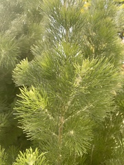 Adenanthos