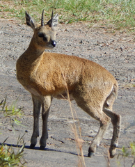 Oreotragus oreotragus transvaalensis