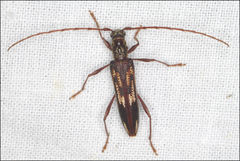 Coptocercus rubripes
