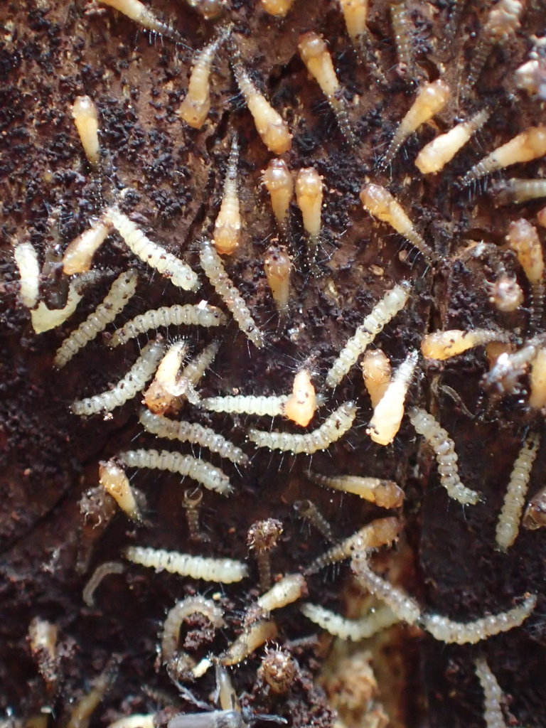 Forcipomyia ciliata