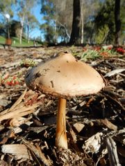 Volvopluteus gloiocephalus