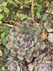 Echeveria pulidonis