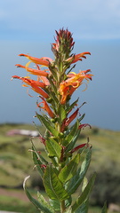 Siphocampylus apricus