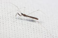 Empicoris rubromaculatus