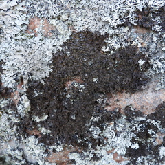 Parmelia pinnatifida