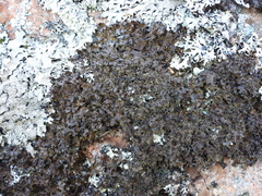 Parmelia pinnatifida