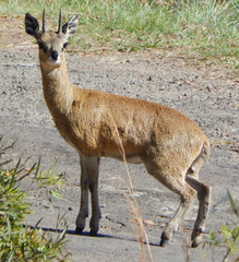 Oreotragus oreotragus transvaalensis